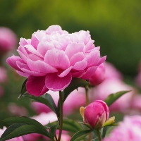 Đề thi giữa học kì 1 lớp 9 môn tiếng Anh trường THCS Hải Yến, Tĩnh Gia năm học 2017-2018