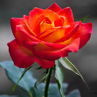 Đề thi học sinh giỏi Tiếng Anh lớp 6 có đáp án chi tiết (Đề số 1)