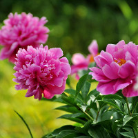 Tiếng Hàn cơ bản – Bài 14: Tập đọc đoạn văn đơn giản