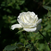 Đề kiểm tra 15 phút học kì 1 Số 5 môn tiếng Anh lớp 9