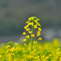 Đề kiểm tra 45 phút Tiếng Anh 9 học kì 1 có đáp án