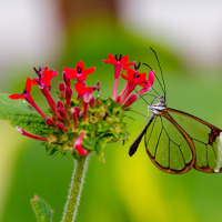 Ôn tập môn tiếng Anh lớp 6 Unit 7: Your House