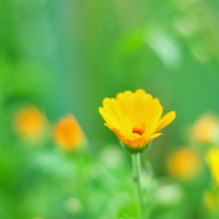 Ngữ pháp và bài tập tiếng Anh lớp 4 chương trình mới