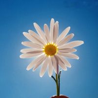 Tuyển chọn 20 đề kiểm tra và đề thi tiếng Anh lớp 4