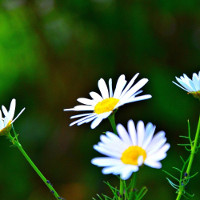 Đề kiểm tra học kì 1 lớp 6 môn tiếng Anh Sở giáo dục và đào tạo tỉnh Bình Dương (có file nghe + đáp án)