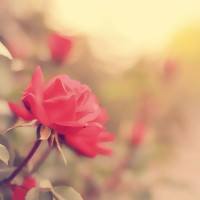 Đề kiểm tra 1 tiết lớp 8 môn tiếng Anh theo định hướng Phát triển năng lực