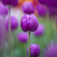 Đề thi học kì 1 lớp 6 môn tiếng Anh có đáp án