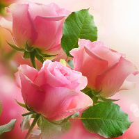 Bài tập Tiếng Anh lớp 12 Units 4, 5, 6 có đáp án