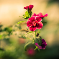 Bộ đề thi học kì 1 lớp 6 môn tiếng Anh có đáp án