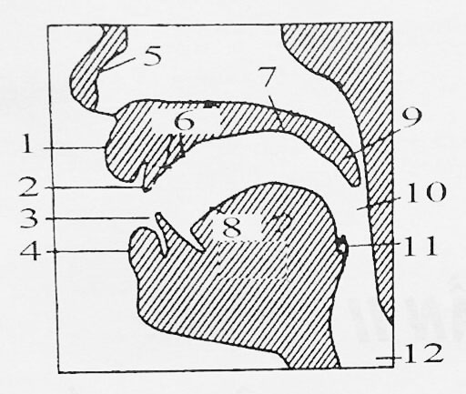 Sơ đồ phát âm 
