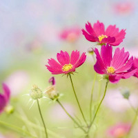 Đề thi học kỳ 1 môn tiếng Anh lớp 5 năm học 2016 theo giáo trình Let's Learn English 3 có đáp án