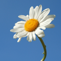 Đề kiểm tra 1 tiết số 1 môn tiếng Anh lớp 7 trường THCS Huy Văn, Hà Nội có đáp án