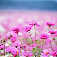 Đề kiểm tra học kì 1 môn Tiếng Anh lớp 5 trường tiểu học Bến Đình, Tây Ninh năm 2017 - 2018 có đáp án