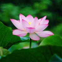 Đề thi học kì 1 lớp 6 môn tiếng Anh trường THCS Thạnh Lộc, Cần Thơ năm học 2017-2018 (Mã đề 004)