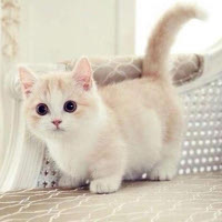 Bài viết tiếng Anh về sở thích nuôi động vật