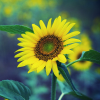 Ôn tập học kì 1 lớp 4 môn tiếng Anh có đáp án