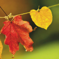 Bài tập ôn tập tiếng Anh lớp 8 Unit 4,5,6,7