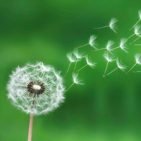 Đề kiểm tra 15 phút môn tiếng Anh lớp 9 (Số 7)