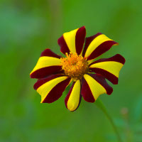 Đề kiểm tra 15 phút Tiếng Anh lớp 8 có đáp án (Số 6)