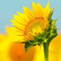 Đề kiểm tra 45 phút lớp 8 môn tiếng Anh có đáp án (Đề 2)