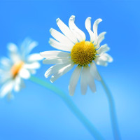 Đề kiểm tra học kì 1 môn tiếng Anh 8 có đáp án (Số 2)