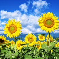 Đề kiểm tra học kì 1 môn tiếng Anh 8 có đáp án (Số 3)