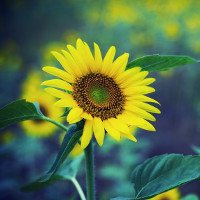 Đề kiểm tra học kì 1 môn tiếng Anh 8 có đáp án (Số 4)