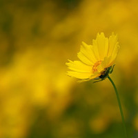 Đề kiểm tra 1 tiết môn Tiếng Anh lớp 7 Chương trình mới Trường THCS Quảng Thành, Thanh Hóa (Lần 2)