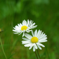 Đề kiểm tra kiến thức lớp 6 môn Tiếng Anh sở GD&ĐT Vĩnh Phúc năm học 2017-2018 có đáp án