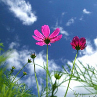 Đề thi giữa học kì 1 lớp 7 môn tiếng Anh trường THCS Việt Lập, Bắc Giang năm học 2017-2018