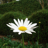 Đề thi học kì 1 lớp 6 môn tiếng Anh trường THCS Bình Châu, Bình Sơn năm học 2016 - 2017 có đáp án