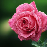 Bài viết tiếng Anh về môn học yêu thích