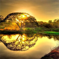 Tiểu sử cuộc đời và sự nghiệp sáng tác của nhà thơ Rabindranath Tagore