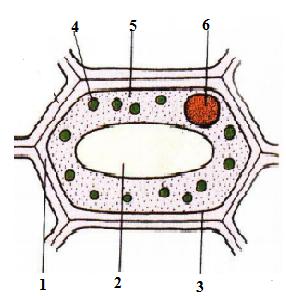 Đề kiểm tra kì 1 Sinh học 6