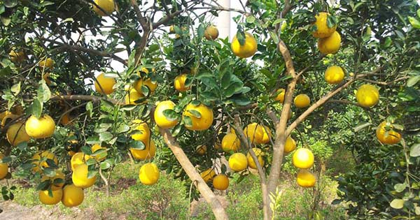 Dàn ý tả cây bưởi