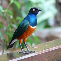 Chính tả lớp 2: Nghe - viết: Sân chim