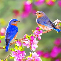 Giáo án mầm non đề tài: Xuân đến rồi, các bạn ơi