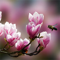 Trắc nghiệm Sinh học lớp 11 bài 26: Cảm ứng ở động vật