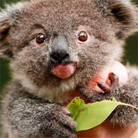 Trắc nghiệm Sinh học lớp 11 bài 27: Cảm ứng ở động vật (tiếp theo)