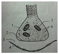 Sinh học 11 bài 30