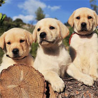 Trắc nghiệm Sinh học lớp 11 bài 32: Tập tính ở động vật (tiếp theo)