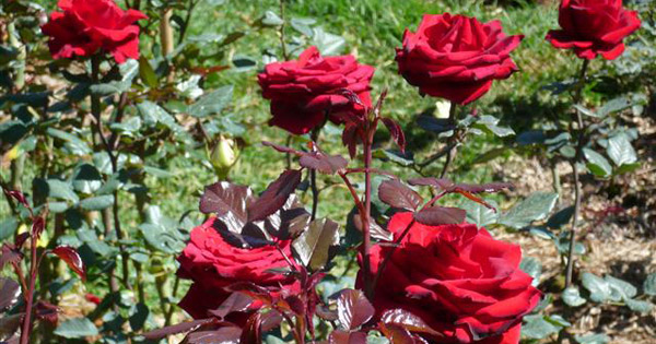 Tả một loài hoa