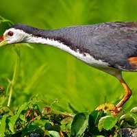 Chính tả lớp 2: Nghe - viết Cò và cuốc