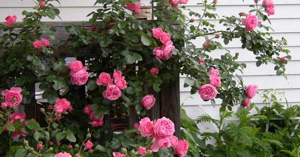 Dàn ý miêu tả cây hoa hồng