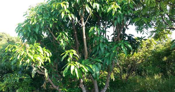 Dàn ý tả cây xoài