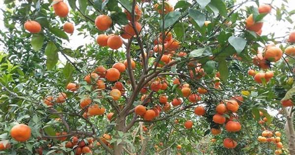 Tả cây cam