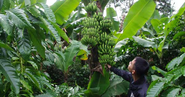 Tả cây chuối vườn nhà em