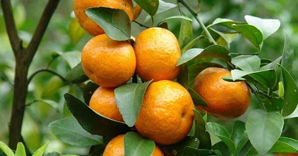 Lập dàn ý tả cây cam