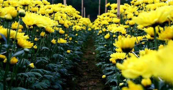 Dàn ý tả hoa cúc