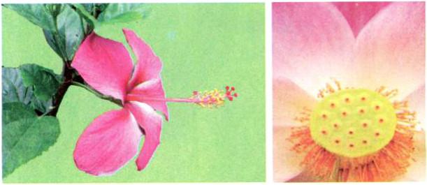 Giải bài tập SGK Khoa học 5